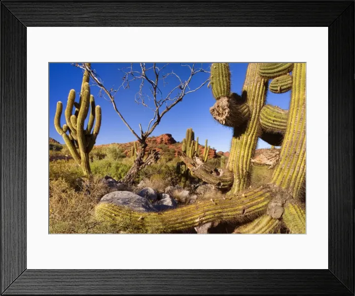 Framed Print : Picture No. 10889190 Framed Print : Picture No. 10889190