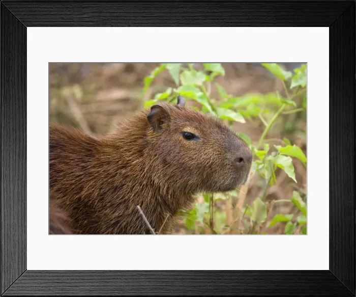 Framed Print : Picture No. 10889198 Framed Print : Picture No. 10889198