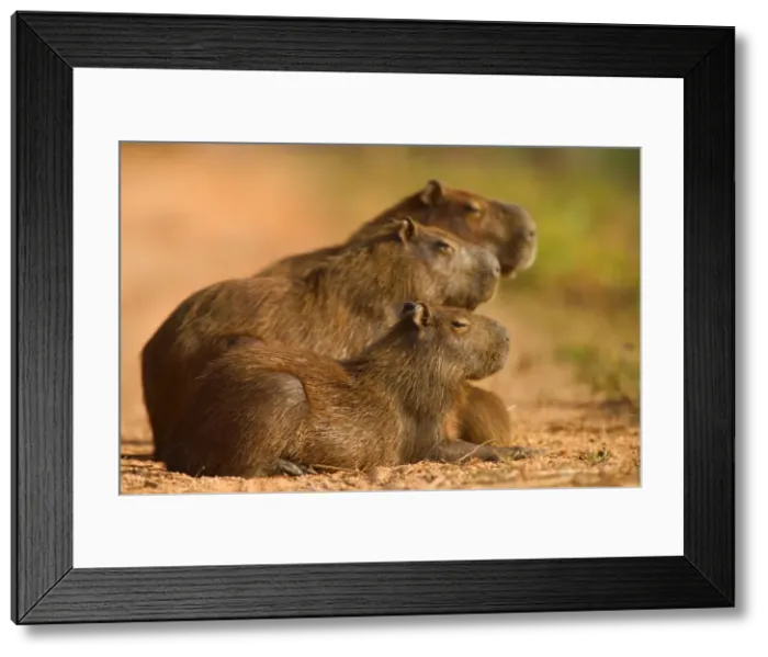 Framed Print : Picture No. 10889196 Framed Print : Picture No. 10889196