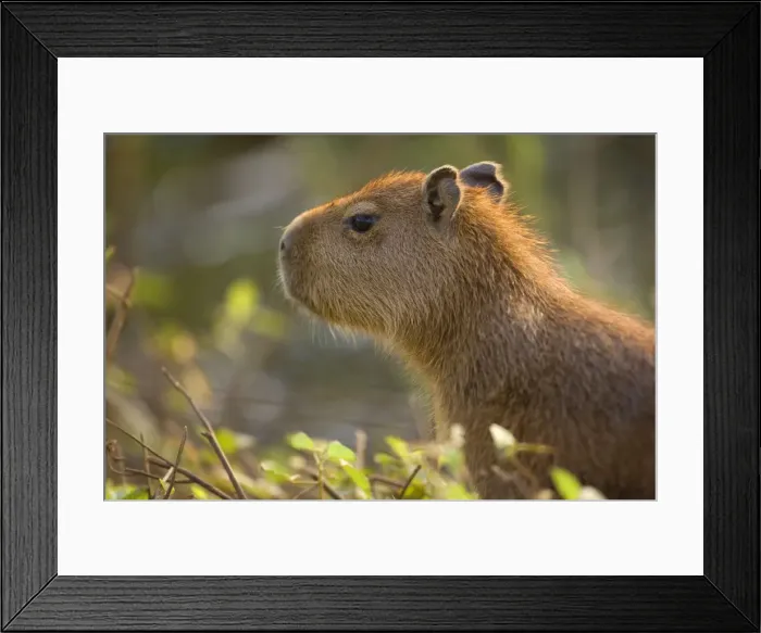 Framed Print : Picture No. 10889200 Framed Print : Picture No. 10889200