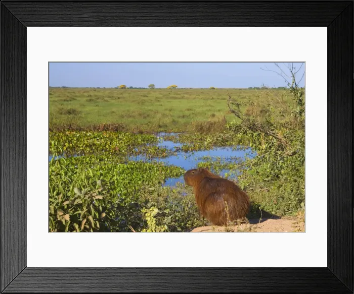 Framed Print : Picture No. 10889202 Framed Print : Picture No. 10889202