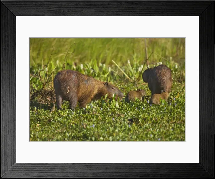 Framed Print : Picture No. 10889197