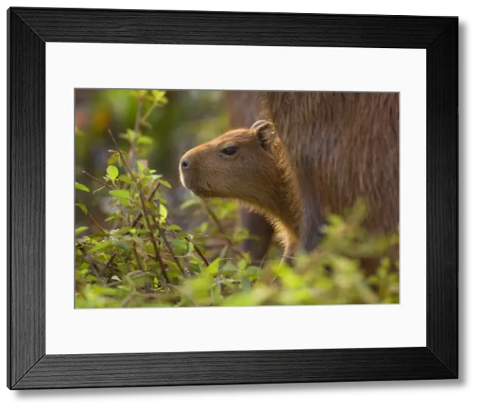 Framed Print : Picture No. 10889199 Framed Print : Picture No. 10889199