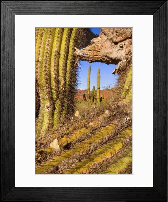 Framed Print : Picture No. 10889206 Framed Print : Picture No. 10889206