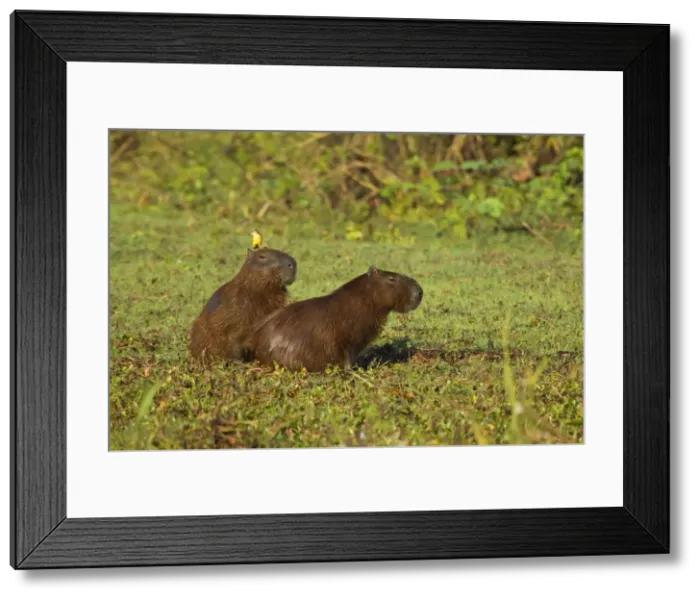 Framed Print : Picture No. 10889203 Framed Print : Picture No. 10889203