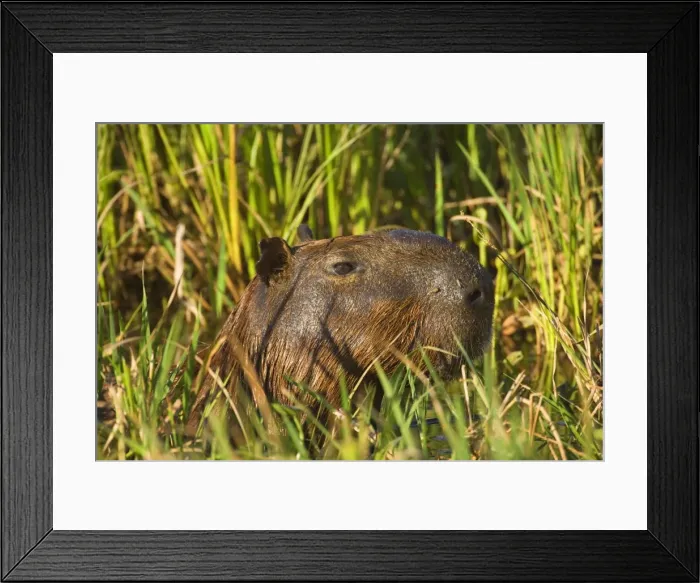 Framed Print : Picture No. 10889204 Framed Print : Picture No. 10889204
