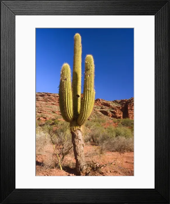 Framed Print : Picture No. 10889205 Framed Print : Picture No. 10889205