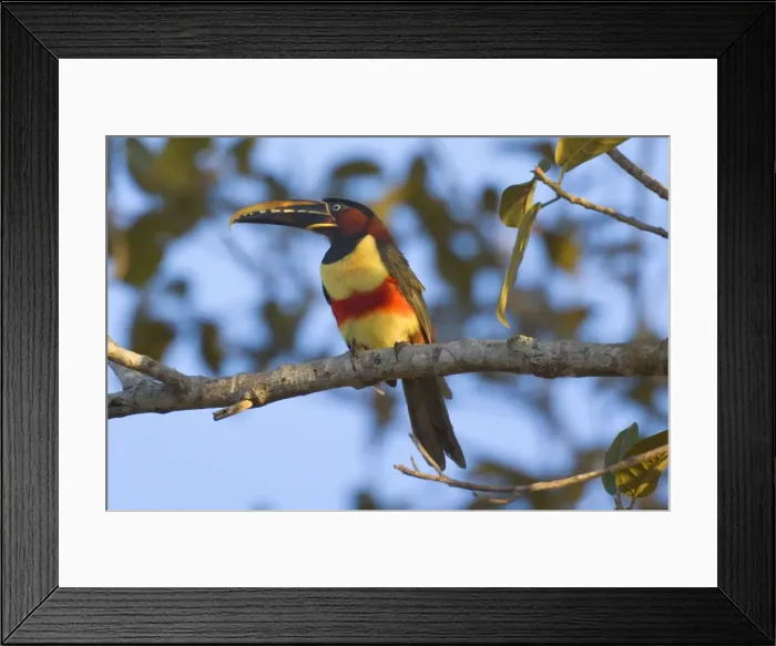 Framed Print : Picture No. 10889212 Framed Print : Picture No. 10889212