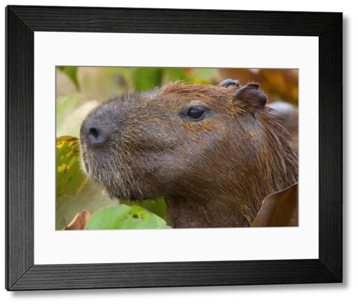 Framed Print : Picture No. 10889201 Framed Print : Picture No. 10889201