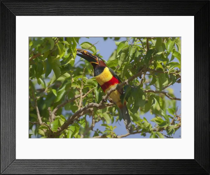 Framed Print : Picture No. 10889215 Framed Print : Picture No. 10889215