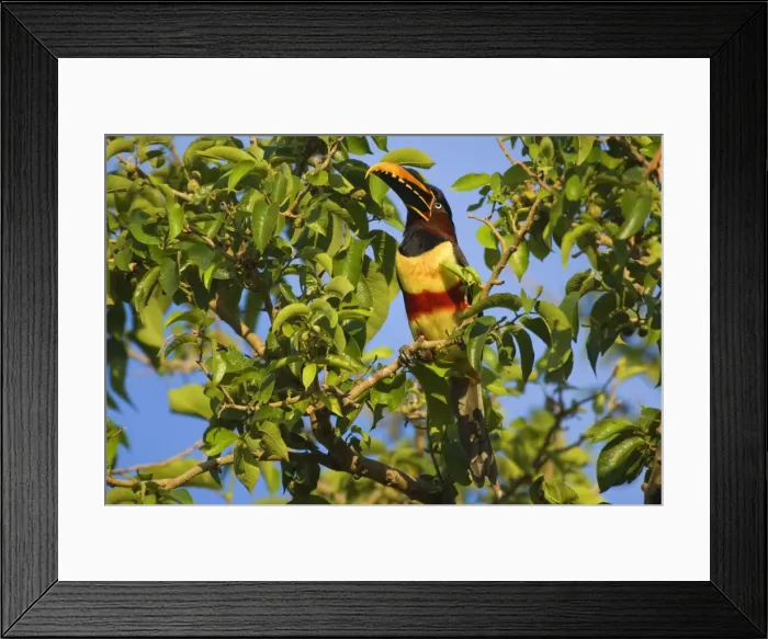 Framed Print : Picture No. 10889213 Framed Print : Picture No. 10889213