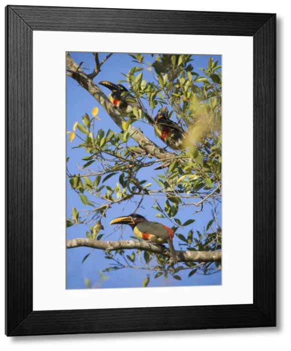 Framed Print : Picture No. 10889214 Framed Print : Picture No. 10889214