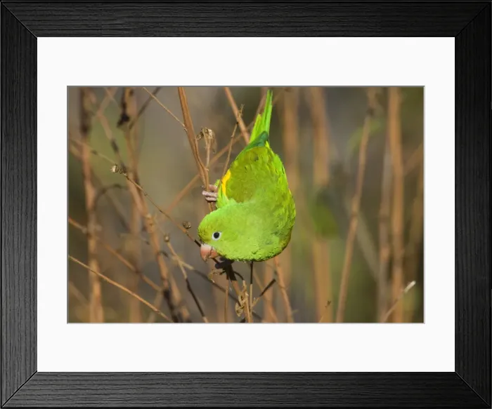 Framed Print : Picture No. 10889218 Framed Print : Picture No. 10889218