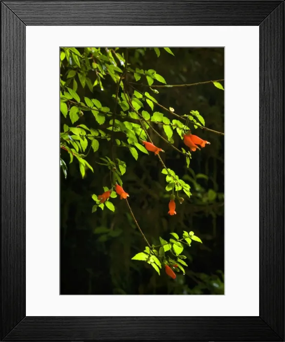 Framed Print : Picture No. 10889216