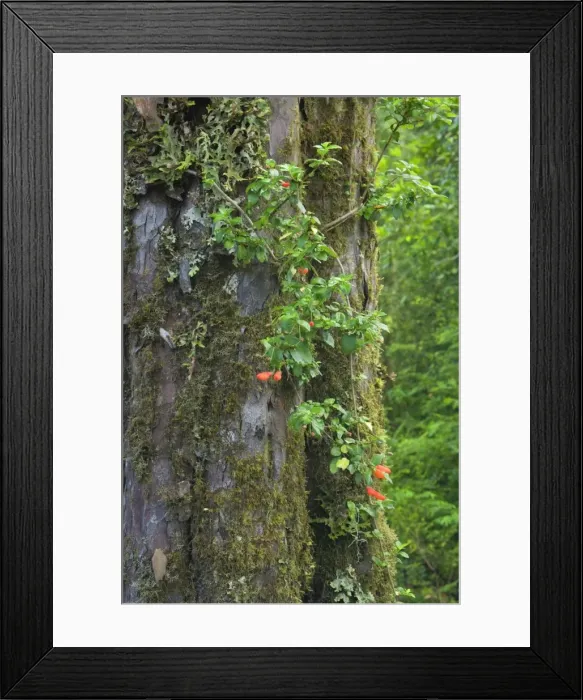 Framed Print : Picture No. 10889217