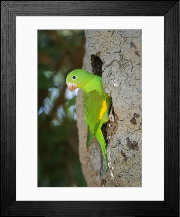 Framed Print : Picture No. 10889220 Framed Print : Picture No. 10889220