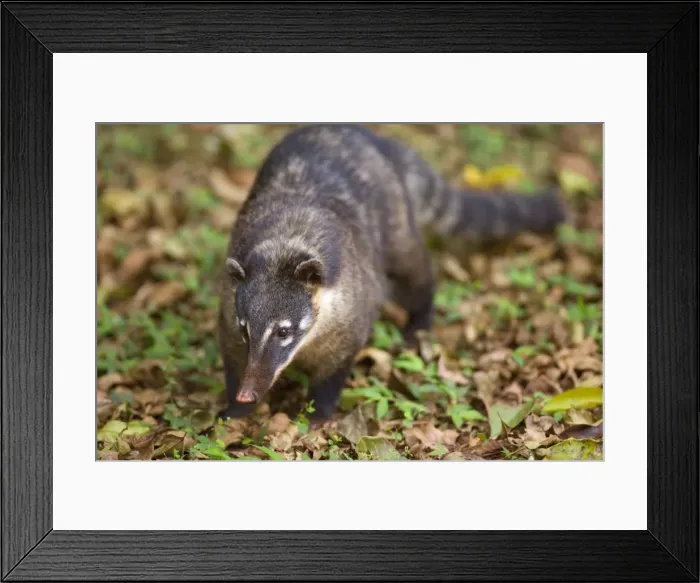 Framed Print : Picture No. 10889223 Framed Print : Picture No. 10889223