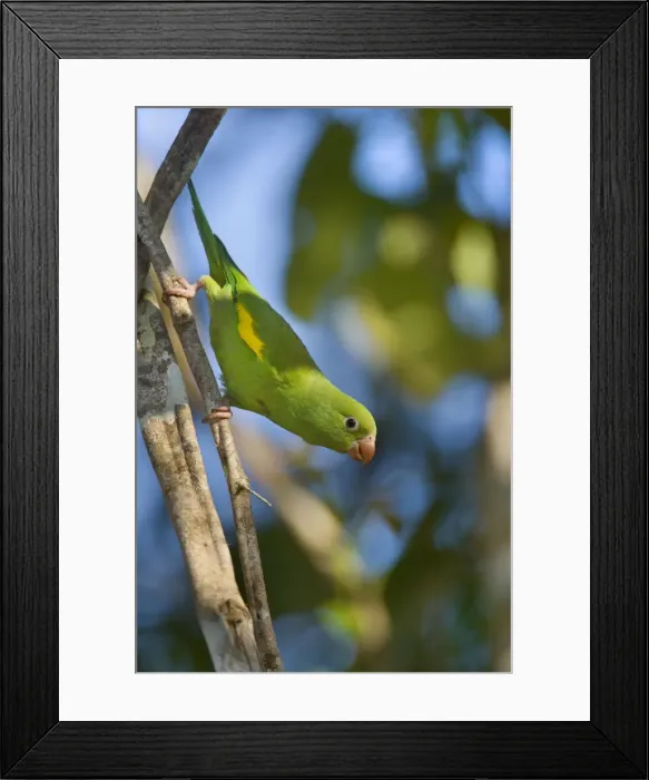 Framed Print : Picture No. 10889219 Framed Print : Picture No. 10889219