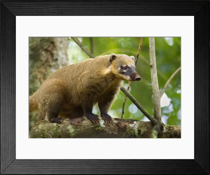 Framed Print : Picture No. 10889225 Framed Print : Picture No. 10889225