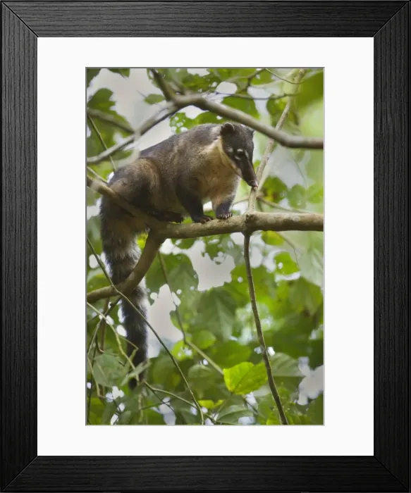 Framed Print : Picture No. 10889227 Framed Print : Picture No. 10889227