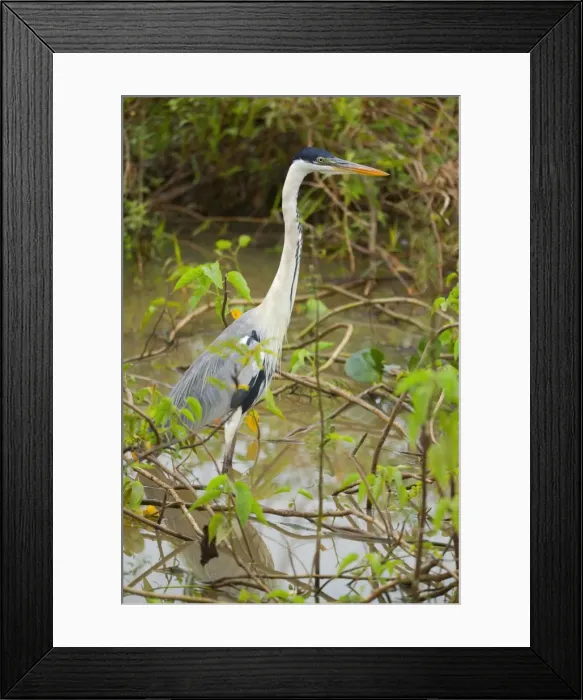 Framed Print : Picture No. 10889228 Framed Print : Picture No. 10889228
