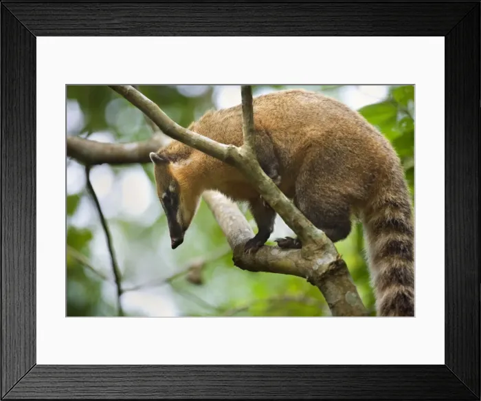 Framed Print : Picture No. 10889224 Framed Print : Picture No. 10889224