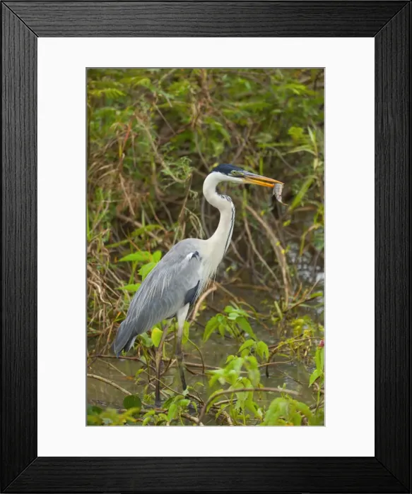 Framed Print : Picture No. 10889229 Framed Print : Picture No. 10889229