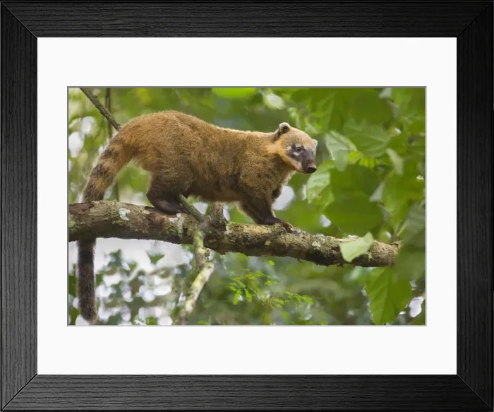 Framed Print : Picture No. 10889226 Framed Print : Picture No. 10889226