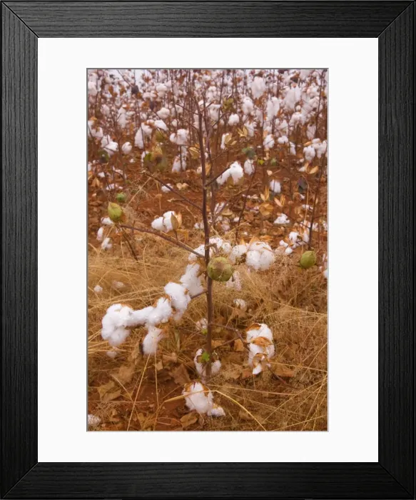 Framed Print : Picture No. 10889235 Framed Print : Picture No. 10889235