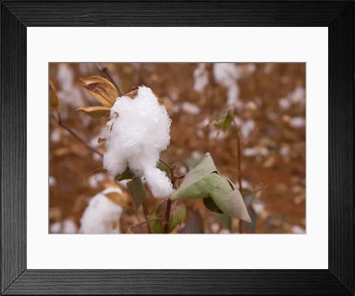 Framed Print : Picture No. 10889237 Framed Print : Picture No. 10889237