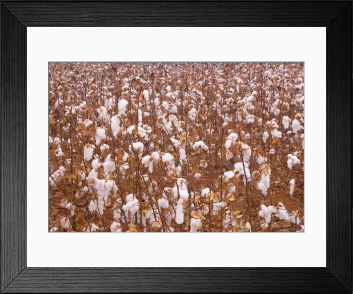 Framed Print : Picture No. 10889234 Framed Print : Picture No. 10889234