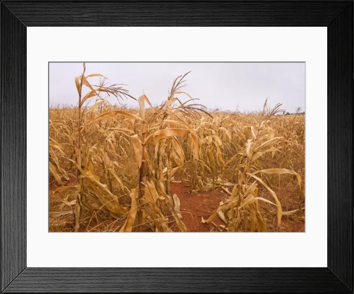 Framed Print : Picture No. 10889233 Framed Print : Picture No. 10889233