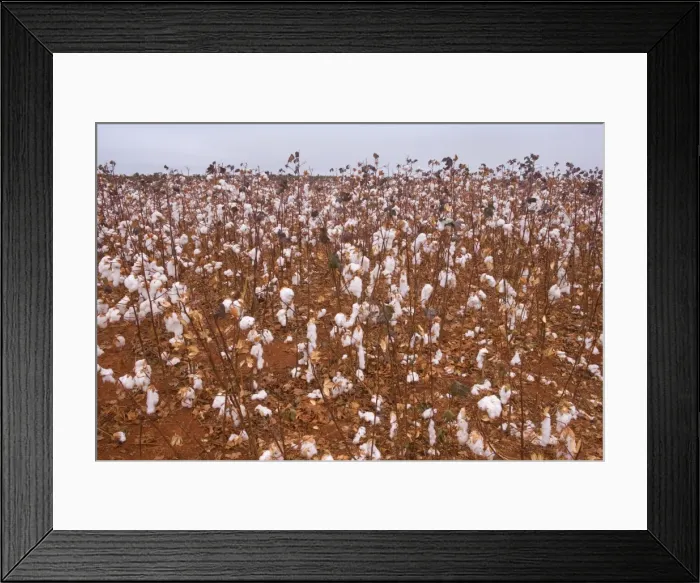 Framed Print : Picture No. 10889236 Framed Print : Picture No. 10889236