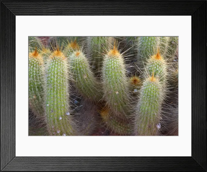 Framed Print : Picture No. 10889268 Framed Print : Picture No. 10889268