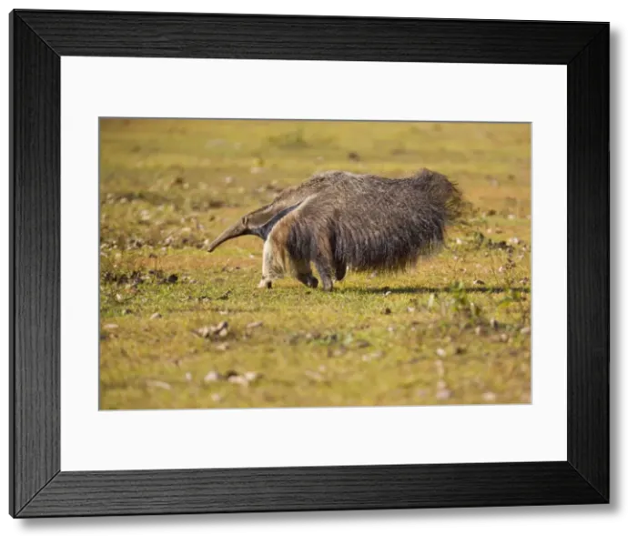 Framed Print : Picture No. 10889273 Framed Print : Picture No. 10889273