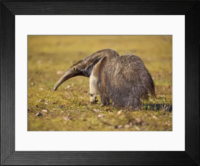 Framed Print : Picture No. 10889274 Framed Print : Picture No. 10889274