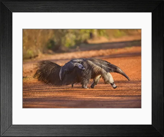 Framed Print : Picture No. 10889275