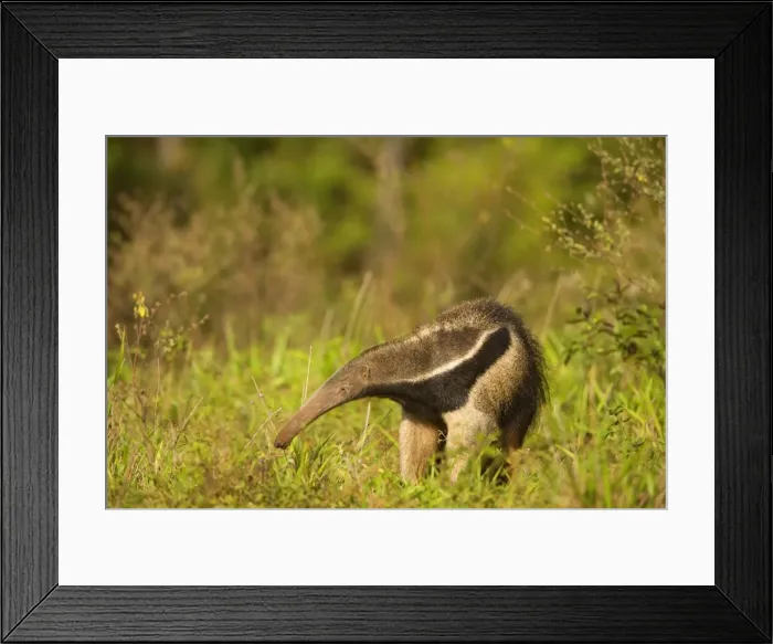 Framed Print : Picture No. 10889276 Framed Print : Picture No. 10889276