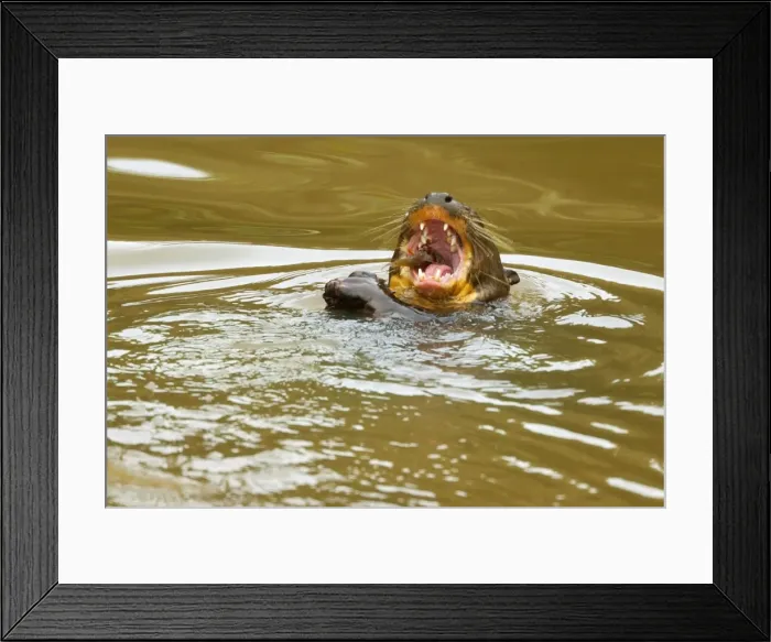 Framed Print : Picture No. 10889278 Framed Print : Picture No. 10889278