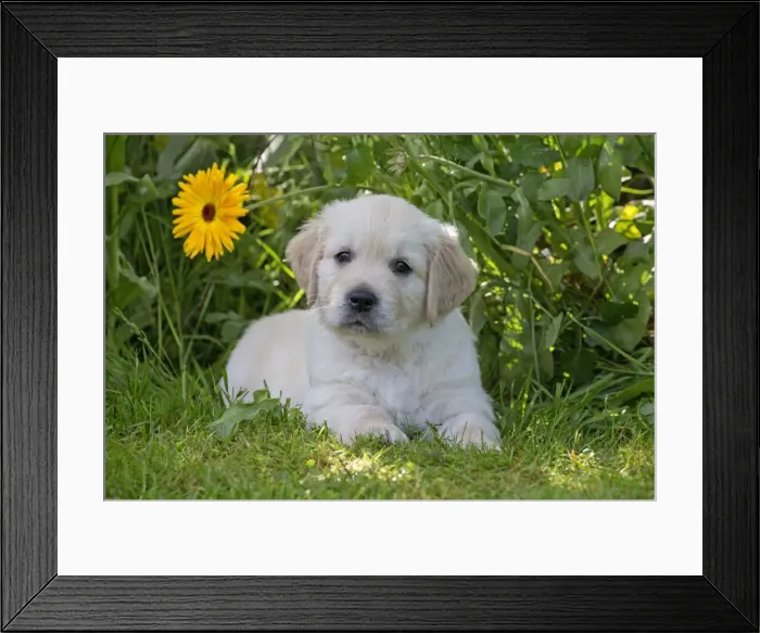 Framed Print : Picture No. 10984751 Framed Print : Picture No. 10984751