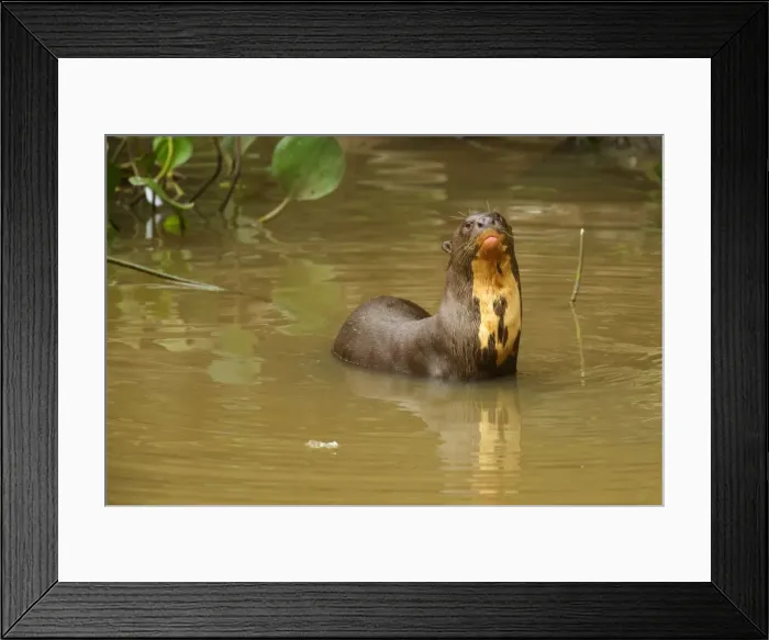 Framed Print : Picture No. 10889279 Framed Print : Picture No. 10889279