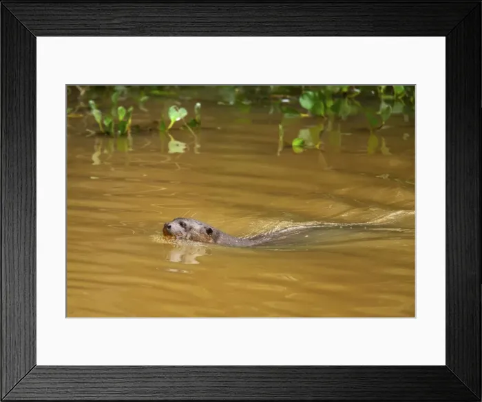 Framed Print : Picture No. 10889281 Framed Print : Picture No. 10889281