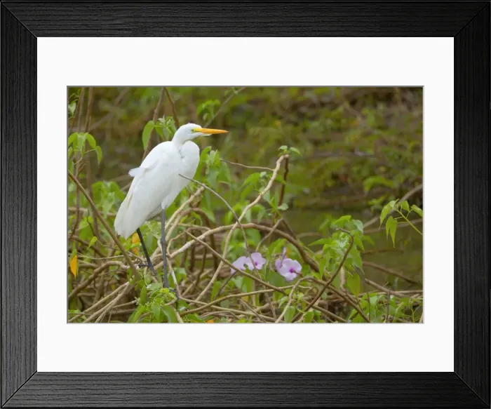 Framed Print : Picture No. 10889282