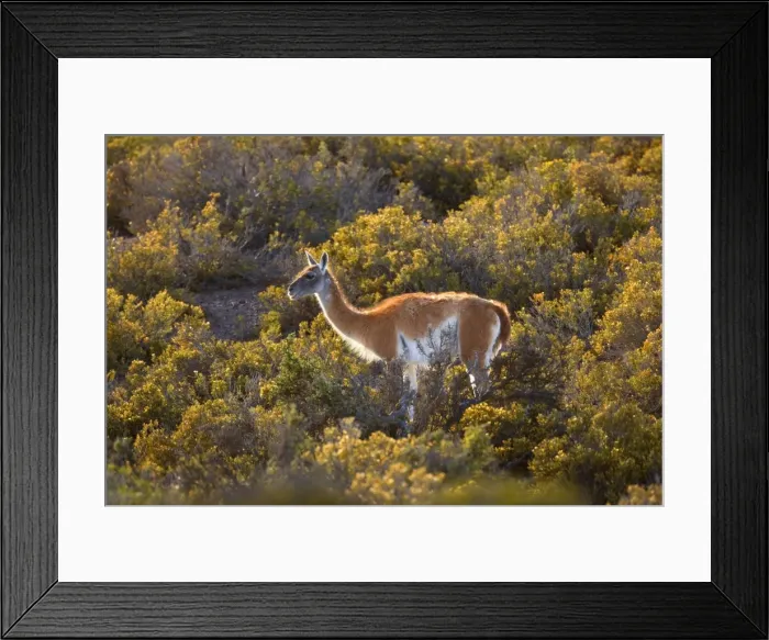 Framed Print : Picture No. 10889284 Framed Print : Picture No. 10889284