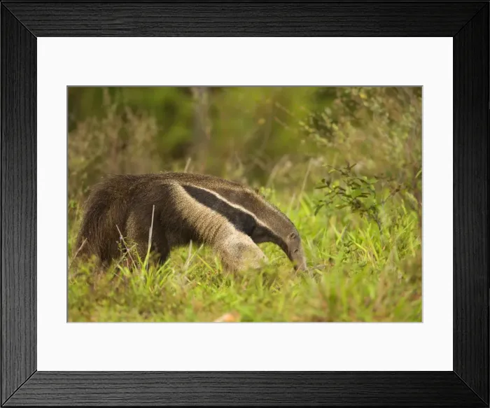 Framed Print : Picture No. 10889277 Framed Print : Picture No. 10889277