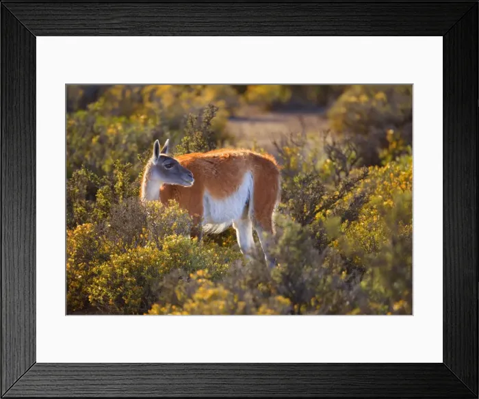 Framed Print : Picture No. 10889286 Framed Print : Picture No. 10889286
