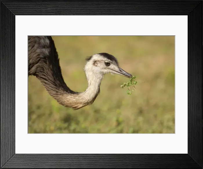 Framed Print : Picture No. 10889283 Framed Print : Picture No. 10889283