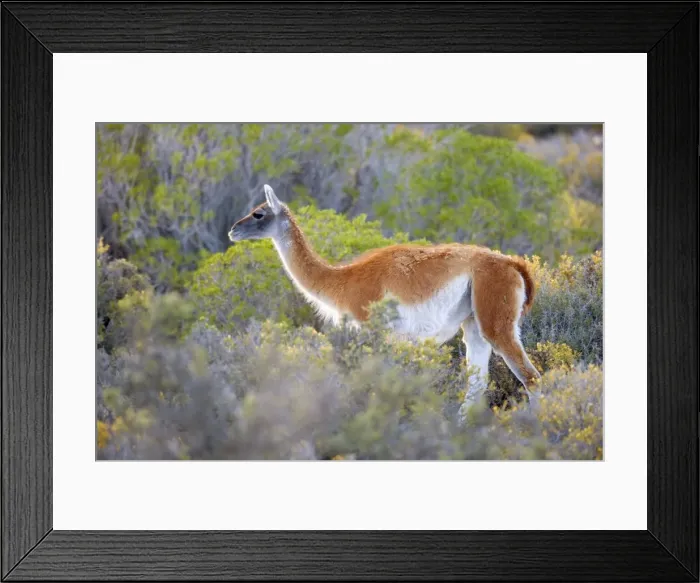 Framed Print : Picture No. 10889285 Framed Print : Picture No. 10889285