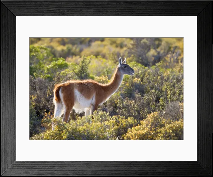 Framed Print : Picture No. 10889287 Framed Print : Picture No. 10889287