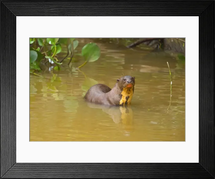 Framed Print : Picture No. 10889280 Framed Print : Picture No. 10889280